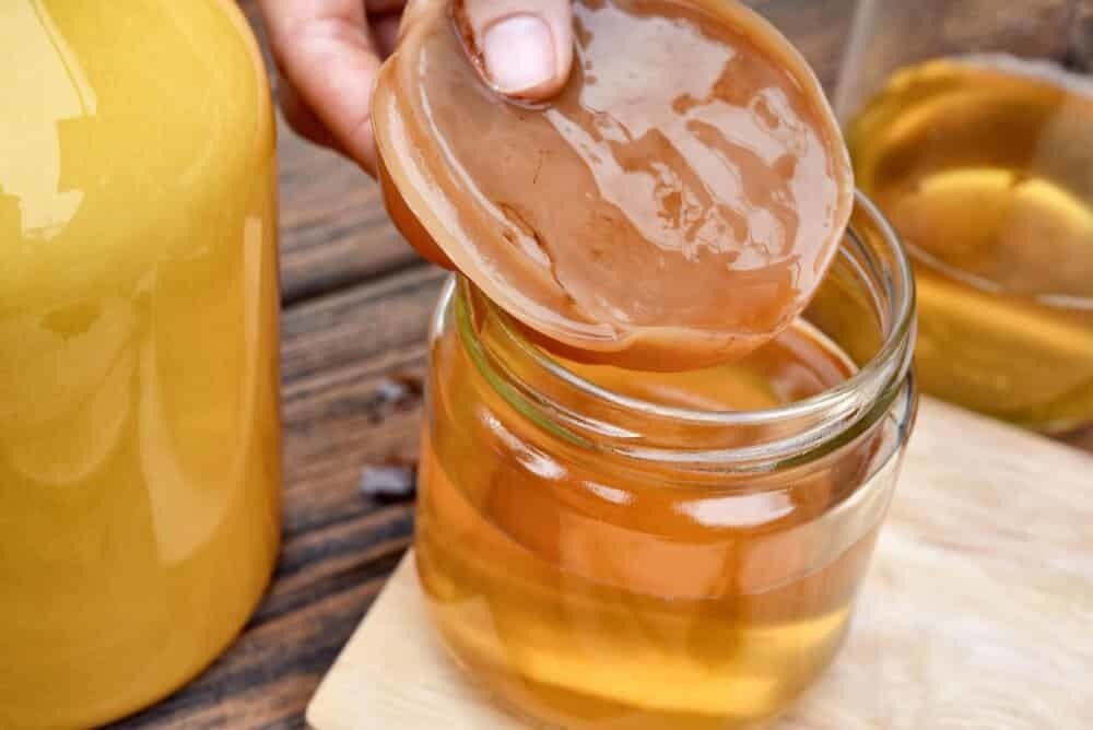 Skoby de kombucha responsável por fermentar a bebida